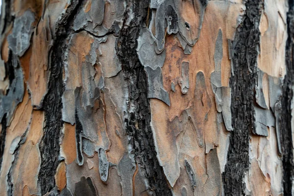 Tree Bark Detail Macro Photo — Stock Photo, Image