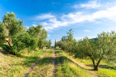 Toskana 'daki Maremma kırsal alanı