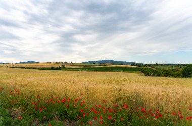 Maremma Toscana 'daki gelincik tarlası.