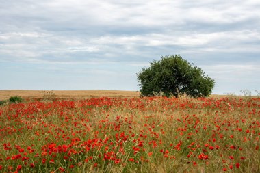 Maremma Toscana 'daki gelincik tarlası.