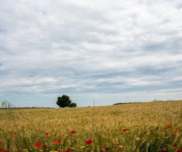 Πεδίο Λουλουδιών Παπαρούνας Maremma Toscana — Φωτογραφία Αρχείου