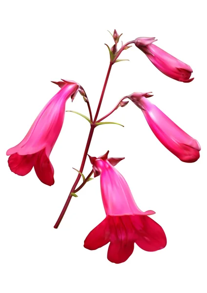 Penstemon (beardtongues) 花 — 图库矢量图片