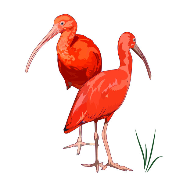 Two Scarlet ibis picture