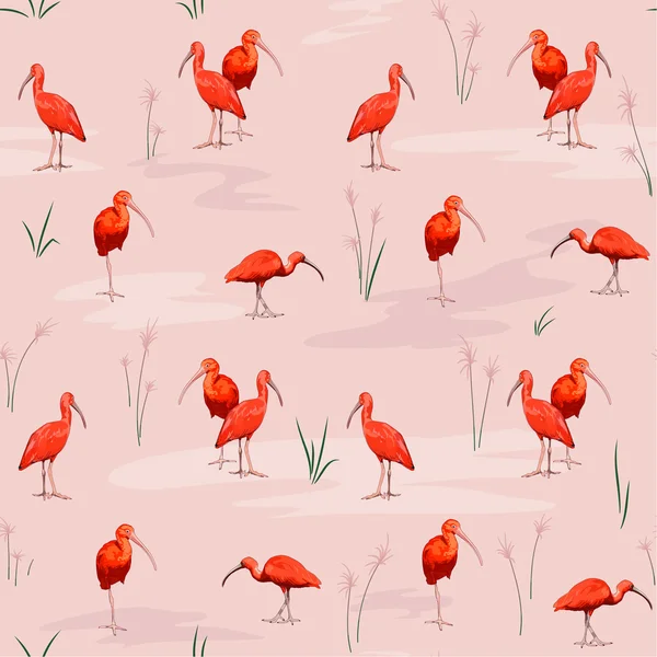 Textura sem costura ibis Scarlet —  Vetores de Stock