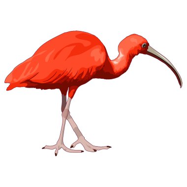 Scarlet ibis picture clipart