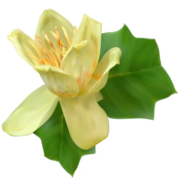 A flor da tulipa — Vetor de Stock