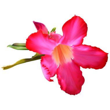 Adenium Obesum çiçek 
