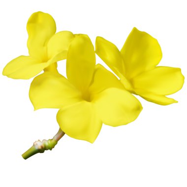 Pachypodium densiflorum çiçek