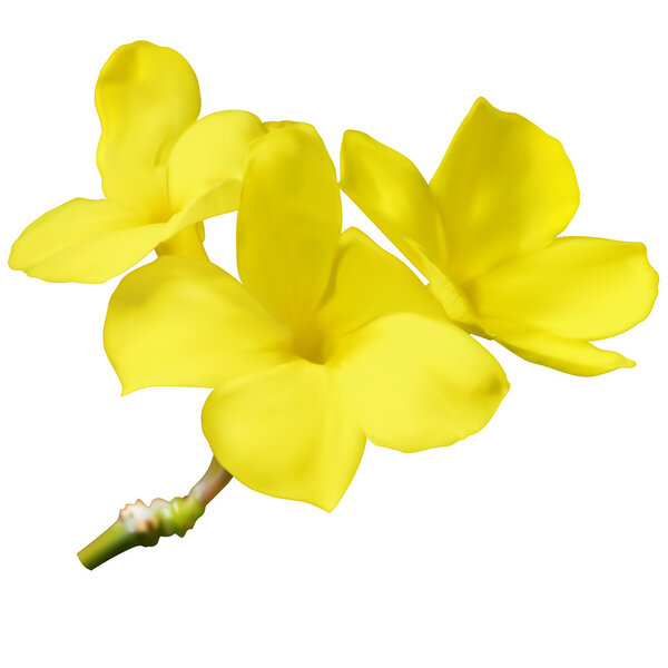 Pachypodium densiflorum flowers