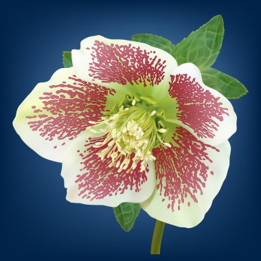 Hellebore flower clipart