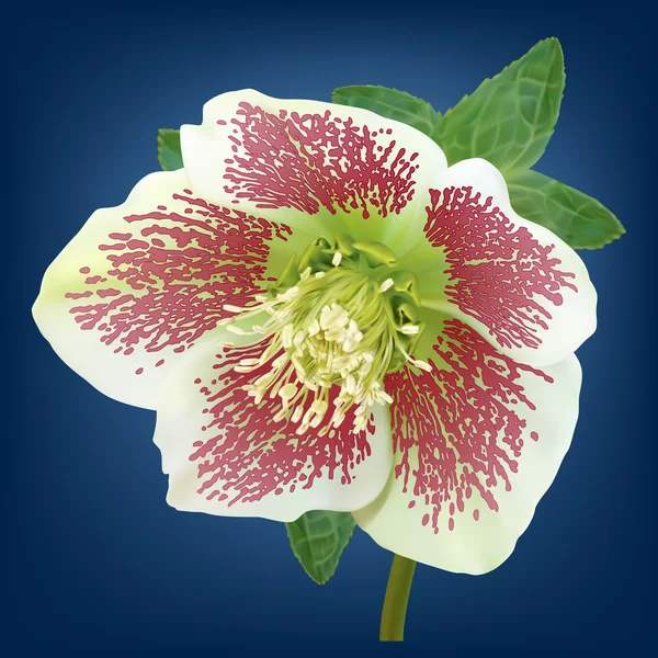 Hellebore flower — Stock Vector