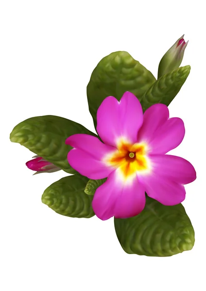 サクラソウの花 — ストックベクタ