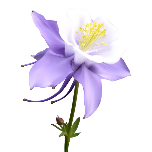 Aquilegia purple-white — Stock Photo, Image