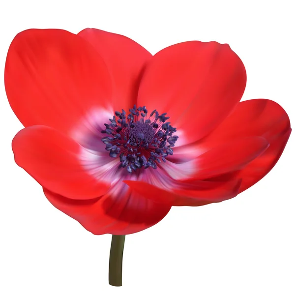 Röd anemone blomma — Stockfoto