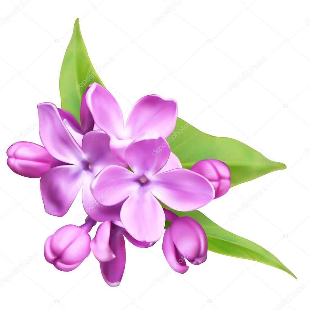 Lilac flowers Stock Vector by ©O.Savchyn 84240102, image size:1024x1024