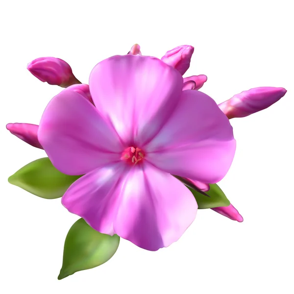Phlox fleurs — Image vectorielle