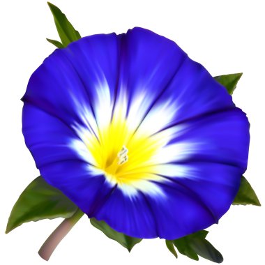 Ipomoea çiçek