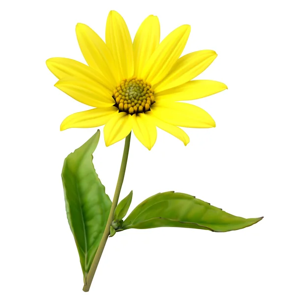 Topinambour (topinambur) květ — Stockový vektor