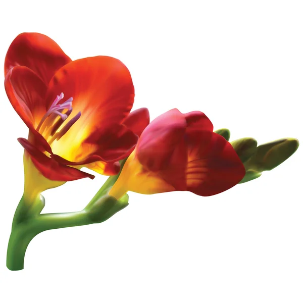 Freesia rot-gelbe Blüten — Stockvektor