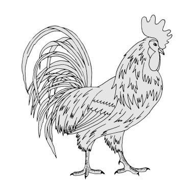 siyah beyaz bir horozun doğrusal çizimi, beyaz bir arkaplanda izole