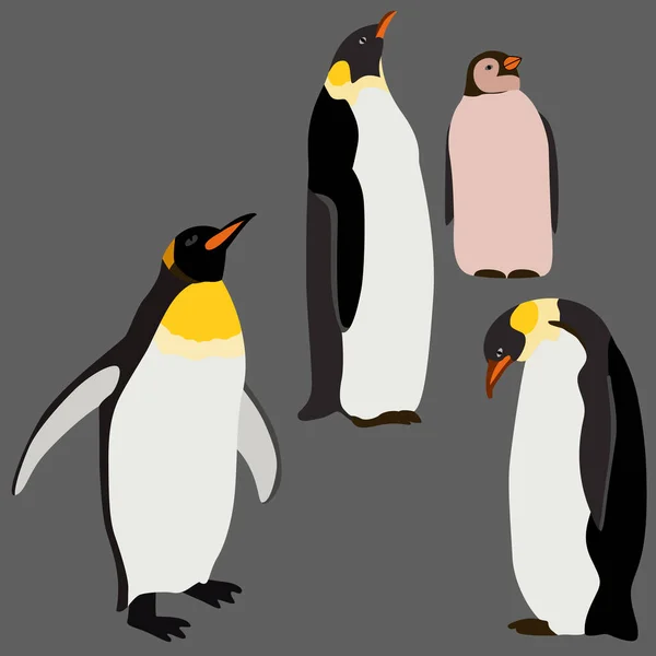 Set Penguin Drawings Isolate Gray Background — Stock Vector