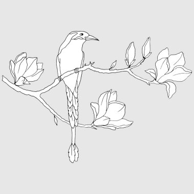 siyah ve beyaz çizgisel çizim, manolya çiçekli bir daldaki kuş