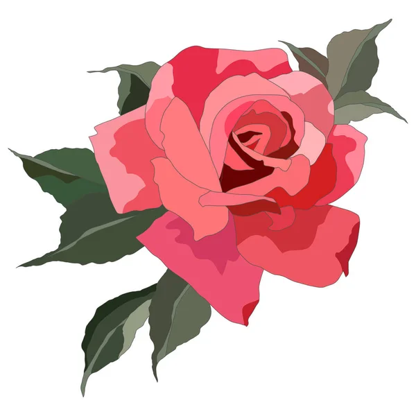 Rose Hellen Farben Isoliert Auf Weißem Hintergrund — Stockvektor