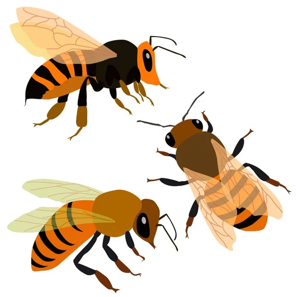 Set Bijen Gekleurde Tekeningen Isoleren Een Witte Achtergrond — Stockvector