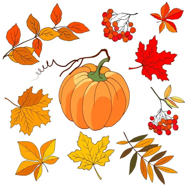 Set Autumn Pumpkin Maple Leaves Rowan Isolate White Background — Stock Vector