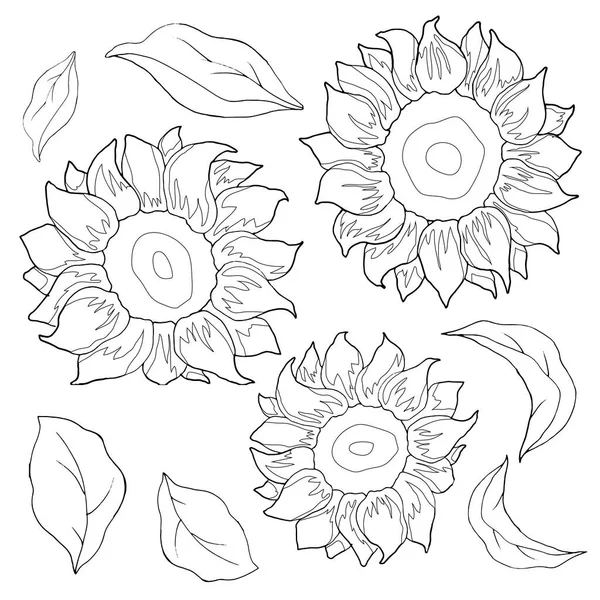 Sunflower Leaves Monochrome Colors Isolate White Background Linear Drawing — Stock Vector