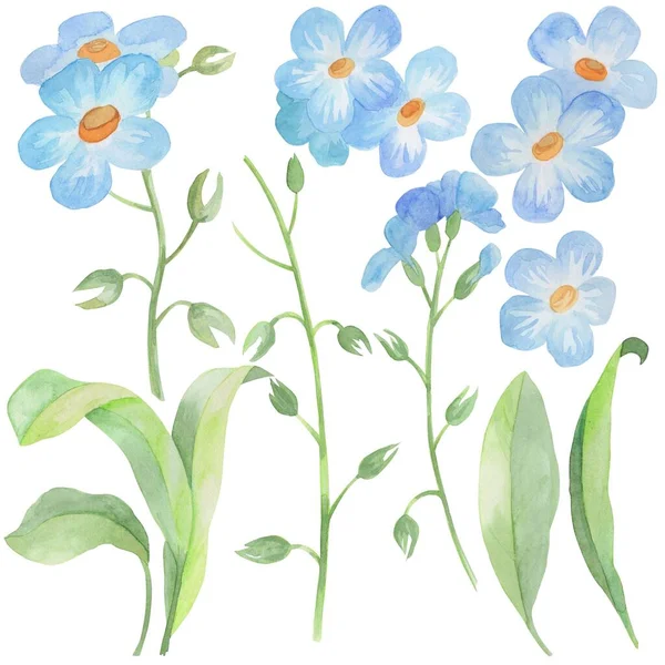 Akvarell Rajzok Virágok Levelek Felejts Ból Elszigetelve Fehér Alapon Tervezés — Stock Fotó