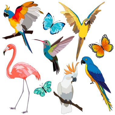 Bir grup tropikal kuş ve kelebek, beyaz bir arka planda izole edilmiş, giysi tasarımı için kuş, parlak papağanlar
