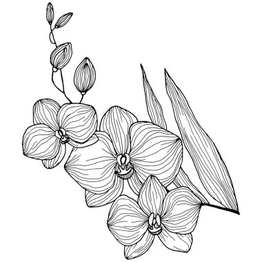 Siyah-beyaz orkide çizimi, beyaz arkaplanda izole edilmiş, dövme için süs.