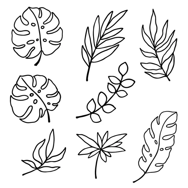 Vector Illustration Set Drawings Tropical Leaves Stencil Template Isolate White — Stock Vector