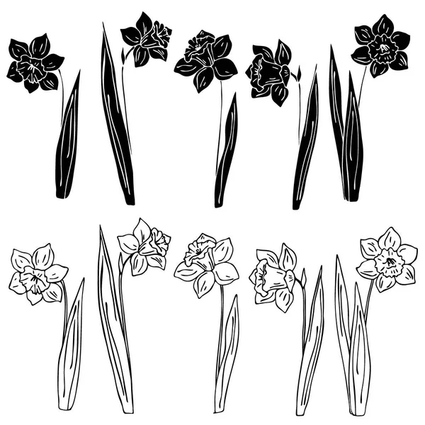 Vektor Illustration Uppsättning Ritningar Narcissus Blommor Mall Svart Isolat Vit — Stock vektor