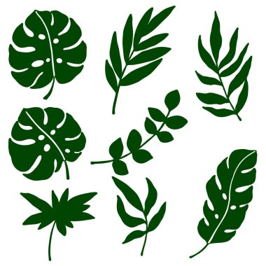 Vektör illüstrasyonu, tropikal yaprak çizimleri, şablon, beyaz arkaplanda izole etme