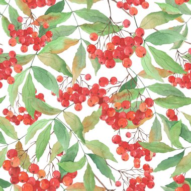 Kusursuz desen, rowan üzümlü suluboya arkaplan, dallar ve yapraklar, duvar kağıdı süsü, ambalaj kağıdı.