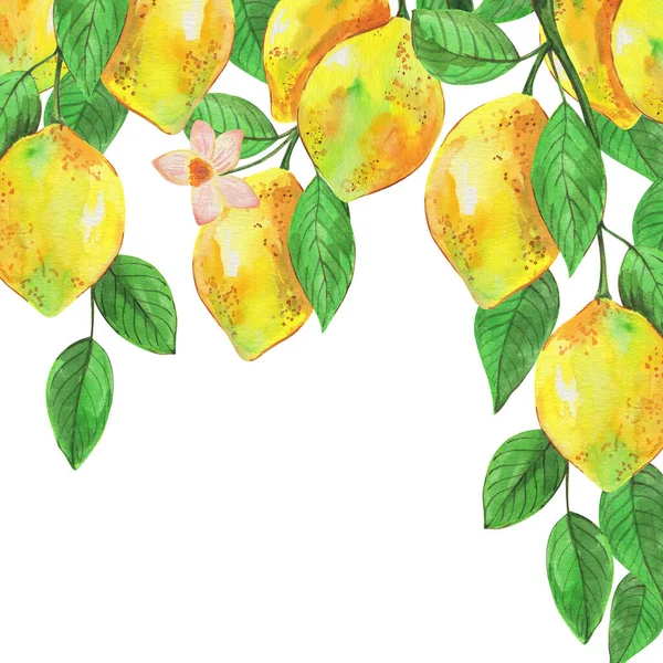 水彩画イラスト 枝付きレモン トロピカルフルーツと花 異なるデザインの背景 — ストック写真