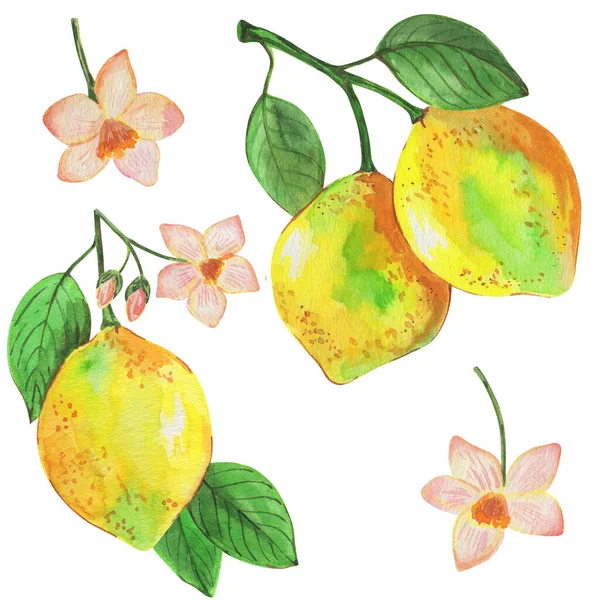 水彩画 枝付きレモン トロピカルフルーツと花 白い背景に隔離された — ストック写真