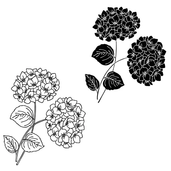 Vektorová Ilustrace Květy Hortenzie Kresba Černé Barvě Šablona Šablona Izolace — Stockový vektor