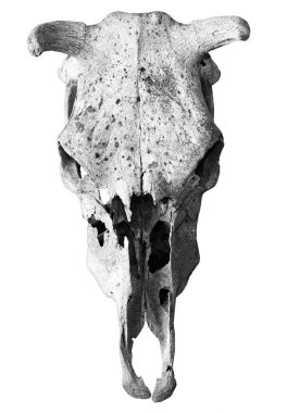 İnek kafatası, beyaz arka plan