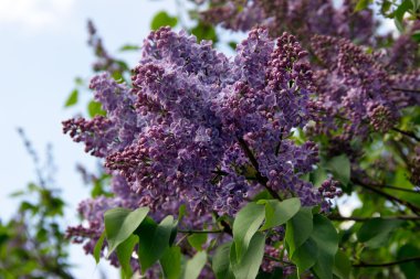 Bahar çiçek, leylak çiçeği