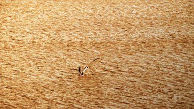 Günbatımında okyanusta rüzgar sörfçüsü