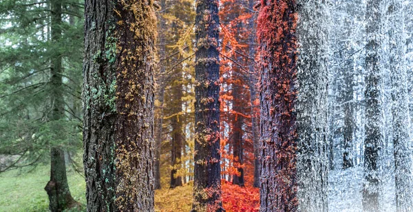 Skog Fyra Säsonger Cykel Stockbild