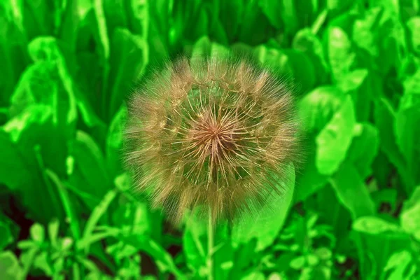 çok büyük karahindiba