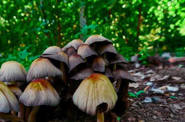 mantarı mantar yere