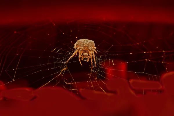  büyük örümcek web