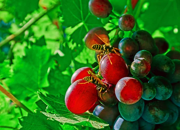 Darazsak és a szőlő — Stock Fotó