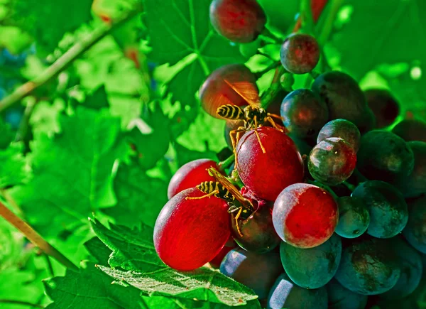 Wasps and grapes Stock Photo