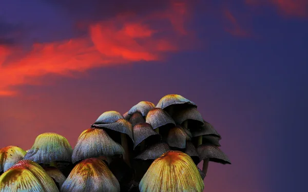 Cluster of  mushrooms toadstool Stock Image